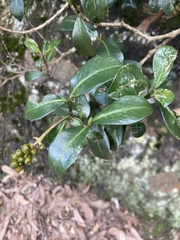 Palicourea boqueronensis