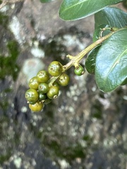 Palicourea boqueronensis