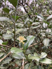 Palicourea boqueronensis