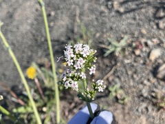 Valeriana carnosa