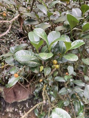 Palicourea boqueronensis