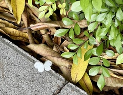 Leptosia nina niobe