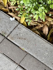 Leptosia nina niobe