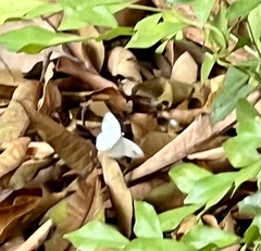 Leptosia nina niobe