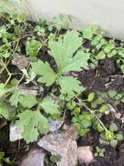 Rudbeckia laciniata