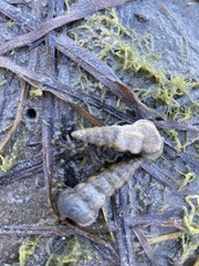 Cerithideopsis