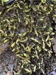Hygroamblystegium varium
