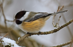 Black-Capped Chickadee photo 1