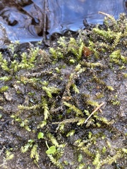 Hygroamblystegium varium