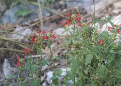 Stachys coccinea
