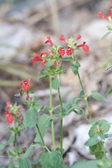 Stachys coccinea