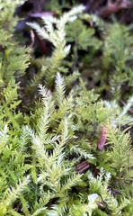 Rhynchostegium serrulatum