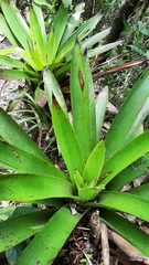 Bromelioideae