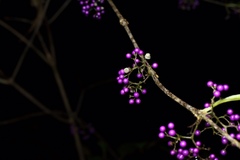 Callicarpa