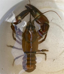 Pacifastacus leniusculus