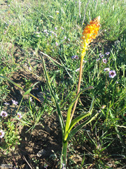 Bulbinella latifolia doleritica