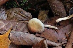 Hypholoma capnoides
