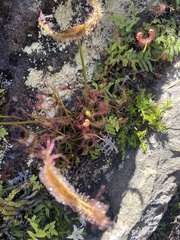 Drosera binata