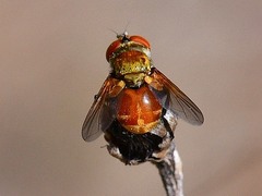 Gymnoclytia