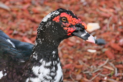 Cairina moschata domestica
