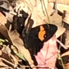 Tisiphone abeona abeona