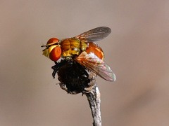 Gymnoclytia