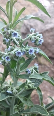 Cynoglossum amabile