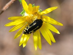 Acmaeodera scalaris