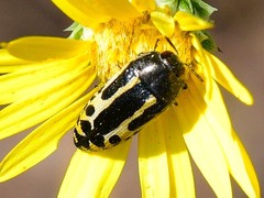 Acmaeodera scalaris