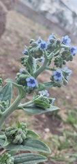 Cynoglossum amabile