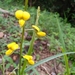 Crotalaria pilosa - Photo (c) Daniel Hernández, some rights reserved (CC BY-NC), uploaded by Daniel Hernández