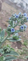 Cynoglossum amabile