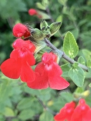 Salvia