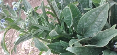 Cynoglossum amabile