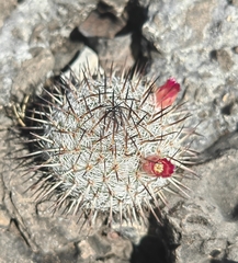 Mammillaria haageana
