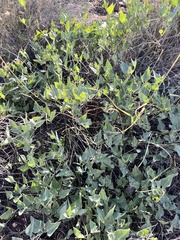 Acleisanthes longiflora