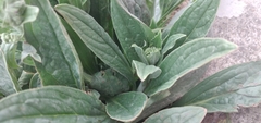 Cynoglossum amabile
