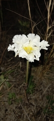 Mandevilla petraea