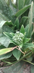 Cynoglossum amabile