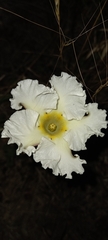 Mandevilla petraea