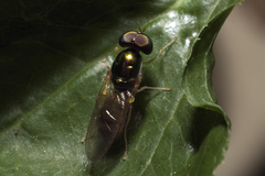 Sarginae