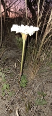 Mandevilla petraea