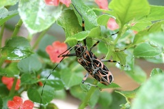 Acrocinus longimanus