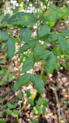 Euonymus americanus