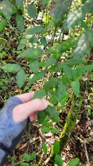 Euonymus americanus