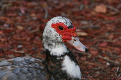 Cairina moschata domestica
