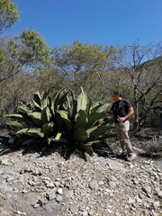 Agave marmorata