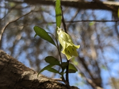 Billardiera longiflora