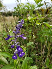 Salvia farinacea