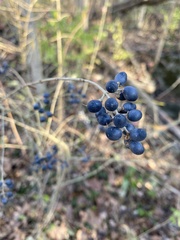 Ligustrum obtusifolium